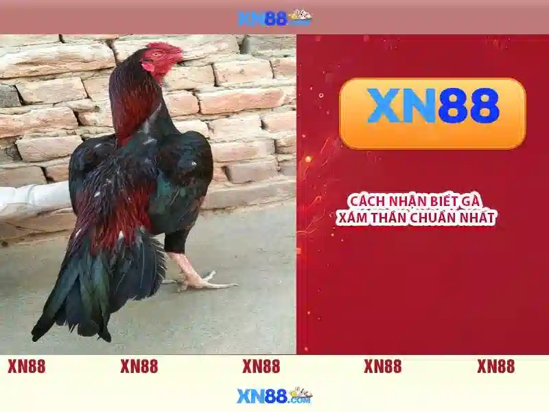 Công cụ và công nghệ phía sau xn88